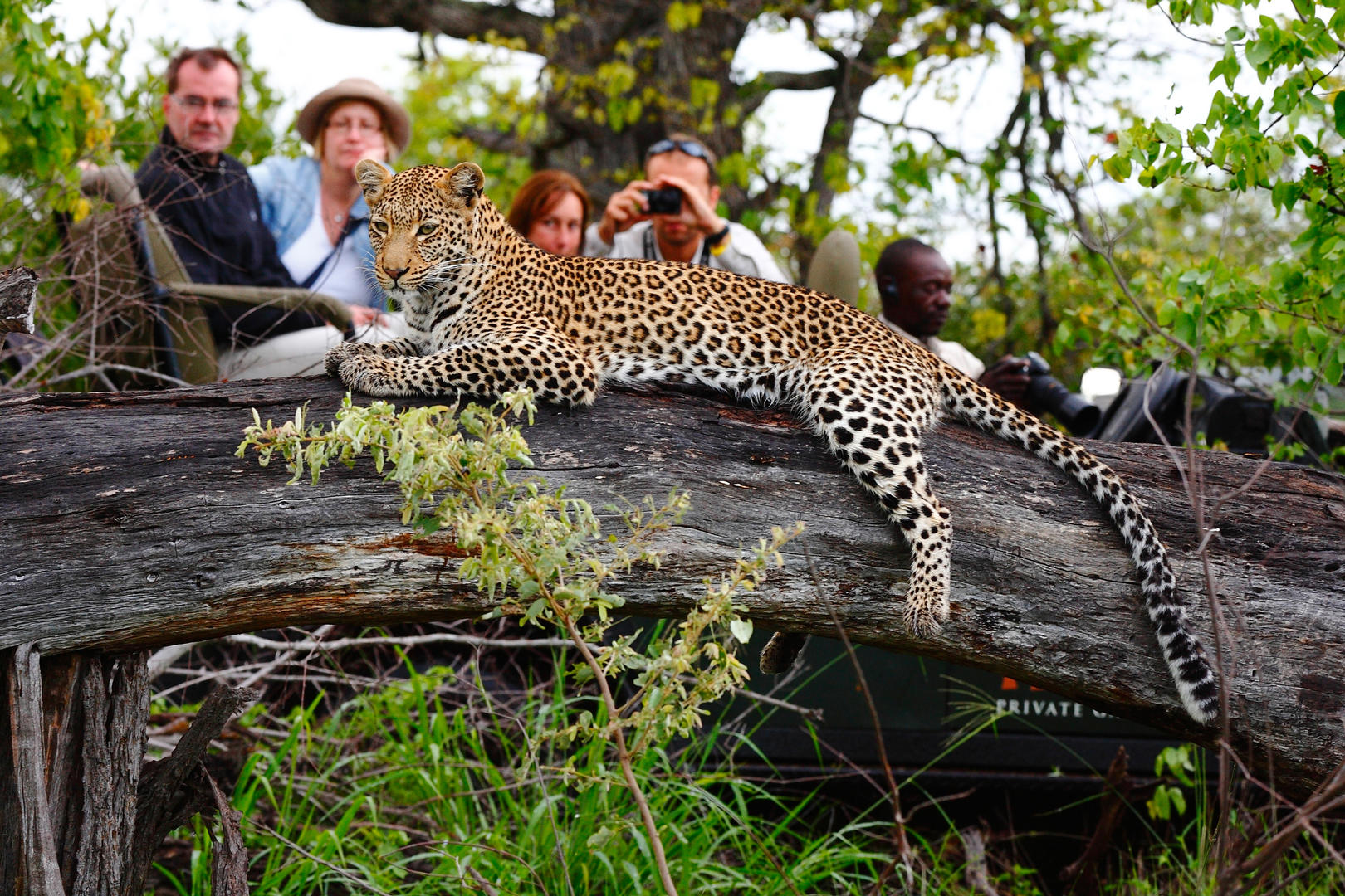 Motswari Private Game Reserve Leopard 1