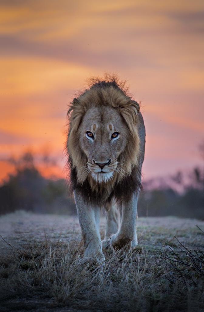 Motswari Private Game Reserve Lion